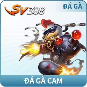 đá gà cam bl555