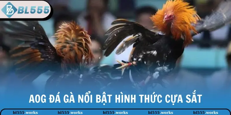 AOG Đá Gà - Trải Nghiệm Hấp Dẫn, Đẳng Cấp Tại BL555 3 AOG đá gà nổi bật hình thức cựa sắt