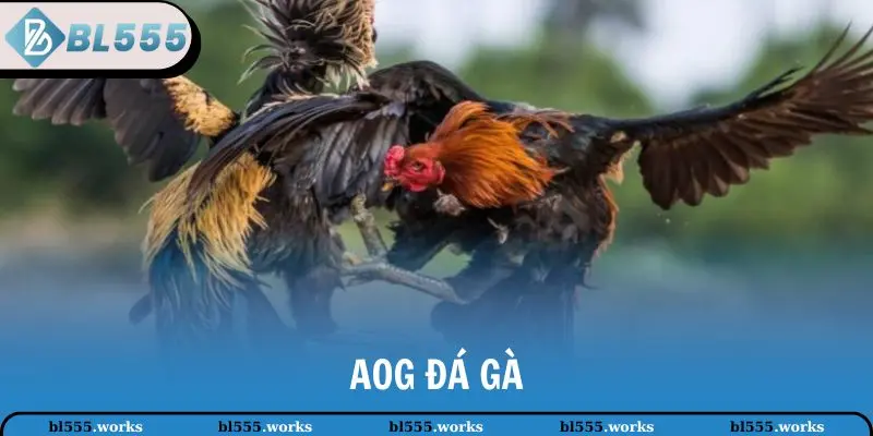 AOG Đá Gà - Trải Nghiệm Hấp Dẫn, Đẳng Cấp Tại BL555 1 AOG đá gà