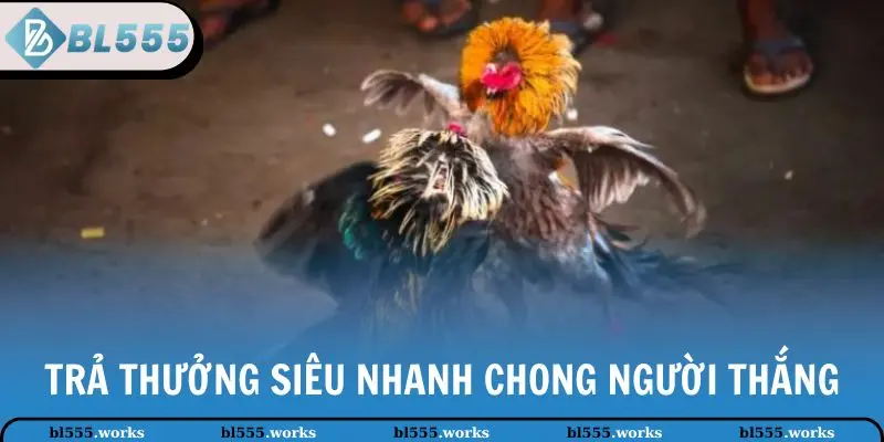 AOG Đá Gà - Trải Nghiệm Hấp Dẫn, Đẳng Cấp Tại BL555 4 Trả thưởng siêu nhanh chóng người thắng