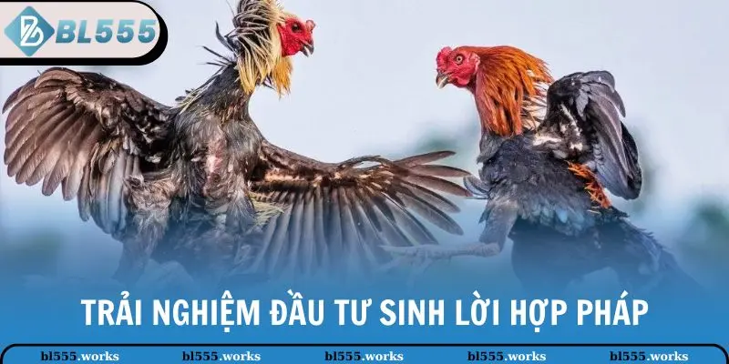 Đá Gà Online - Hình Thức Giải Trí Hấp Dẫn Tại Nhà Cái BL555 3 Trải nghiệm đầu tư sinh lời hợp pháp